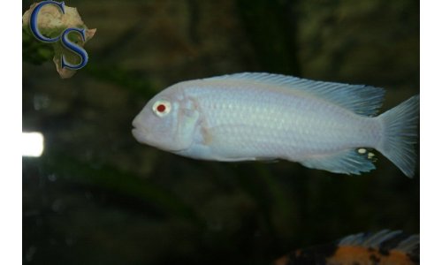 Pseudotropheus socolofi albino